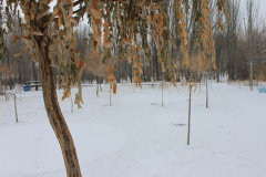 تصویر شماره 20